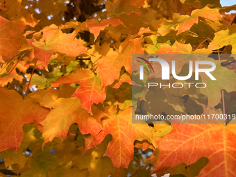 Colorful leaves appear during the autumn season in Toronto, Ontario, Canada, on October 22, 2024. (