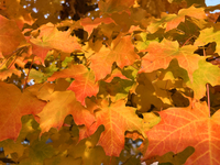 Colorful leaves appear during the autumn season in Toronto, Ontario, Canada, on October 22, 2024. (