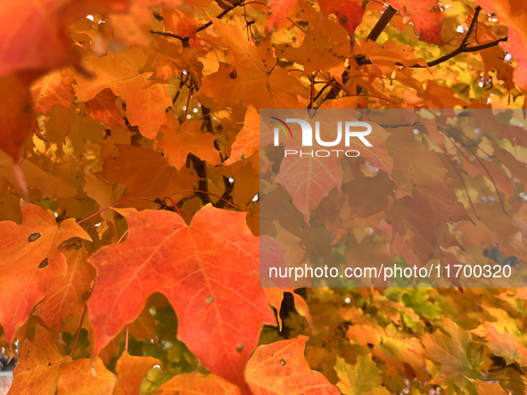 Colorful leaves appear during the autumn season in Toronto, Ontario, Canada, on October 22, 2024. 