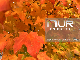 Colorful leaves appear during the autumn season in Toronto, Ontario, Canada, on October 22, 2024. (