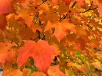 Colorful leaves appear during the autumn season in Toronto, Ontario, Canada, on October 22, 2024. (