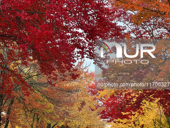 Colorful trees appear during the autumn season in Toronto, Ontario, Canada, on October 22, 2024. (