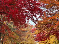 Colorful trees appear during the autumn season in Toronto, Ontario, Canada, on October 22, 2024. (