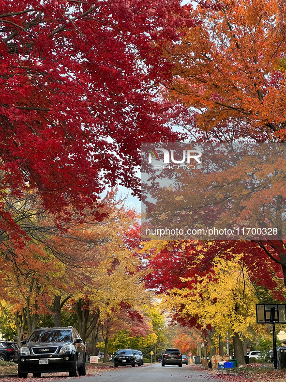 Colorful trees appear during the autumn season in Toronto, Ontario, Canada, on October 22, 2024. 