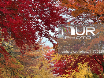 Colorful trees appear during the autumn season in Toronto, Ontario, Canada, on October 22, 2024. (