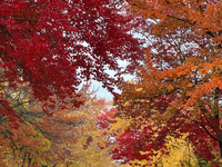 Colorful trees appear during the autumn season in Toronto, Ontario, Canada, on October 22, 2024. (