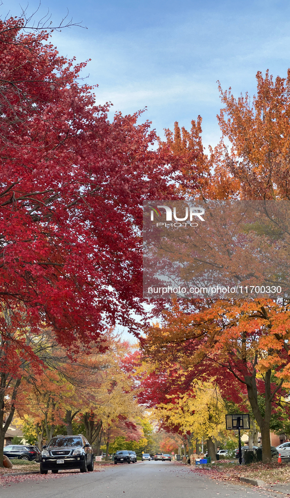 Colorful trees appear during the autumn season in Toronto, Ontario, Canada, on October 22, 2024. 