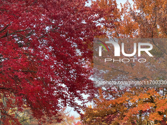 Colorful trees appear during the autumn season in Toronto, Ontario, Canada, on October 22, 2024. (