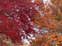 Colorful trees appear during the autumn season in Toronto, Ontario, Canada, on October 22, 2024. (