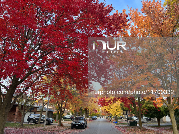 Colorful trees appear during the autumn season in Toronto, Ontario, Canada, on October 22, 2024. 