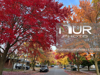 Colorful trees appear during the autumn season in Toronto, Ontario, Canada, on October 22, 2024. (