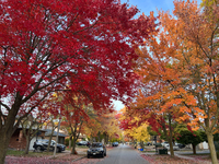 Colorful trees appear during the autumn season in Toronto, Ontario, Canada, on October 22, 2024. (