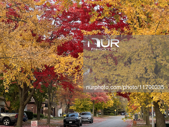 Colorful trees appear during the autumn season in Toronto, Ontario, Canada, on October 22, 2024. 