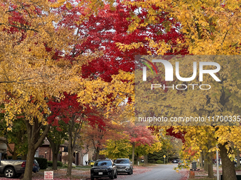 Colorful trees appear during the autumn season in Toronto, Ontario, Canada, on October 22, 2024. (