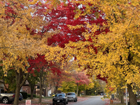 Colorful trees appear during the autumn season in Toronto, Ontario, Canada, on October 22, 2024. (