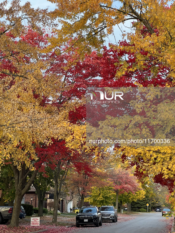 Colorful trees appear during the autumn season in Toronto, Ontario, Canada, on October 22, 2024. 