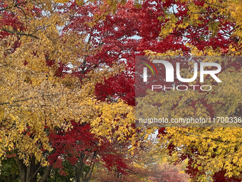 Colorful trees appear during the autumn season in Toronto, Ontario, Canada, on October 22, 2024. (