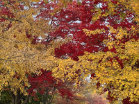 Colorful trees appear during the autumn season in Toronto, Ontario, Canada, on October 22, 2024. (