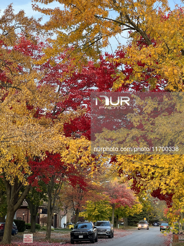 Colorful trees appear during the autumn season in Toronto, Ontario, Canada, on October 22, 2024. 