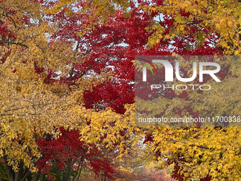 Colorful trees appear during the autumn season in Toronto, Ontario, Canada, on October 22, 2024. (