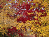 Colorful trees appear during the autumn season in Toronto, Ontario, Canada, on October 22, 2024. (