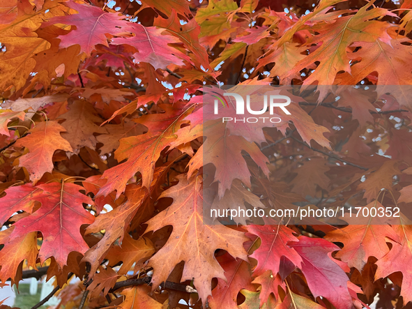 Colorful oak leaves appear during the autumn season in Toronto, Ontario, Canada, on October 22, 2024. 