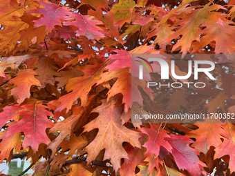 Colorful oak leaves appear during the autumn season in Toronto, Ontario, Canada, on October 22, 2024. (