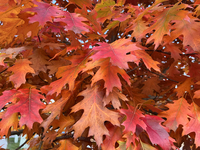 Colorful oak leaves appear during the autumn season in Toronto, Ontario, Canada, on October 22, 2024. (