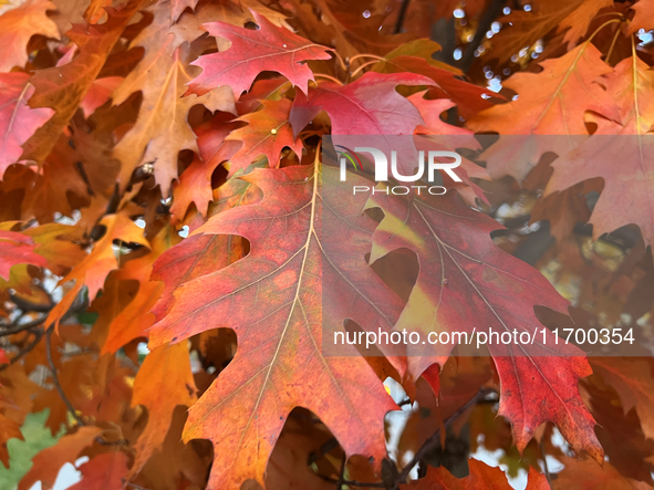 Colorful oak leaves appear during the autumn season in Toronto, Ontario, Canada, on October 22, 2024. 