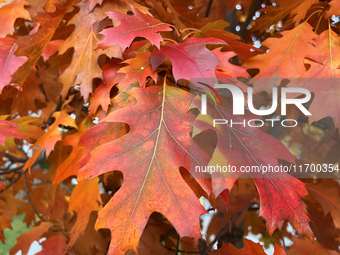 Colorful oak leaves appear during the autumn season in Toronto, Ontario, Canada, on October 22, 2024. (