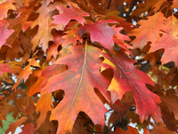 Colorful oak leaves appear during the autumn season in Toronto, Ontario, Canada, on October 22, 2024. (