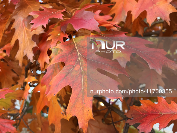 Colorful oak leaves appear during the autumn season in Toronto, Ontario, Canada, on October 22, 2024. 