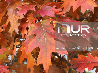 Colorful oak leaves appear during the autumn season in Toronto, Ontario, Canada, on October 22, 2024. (