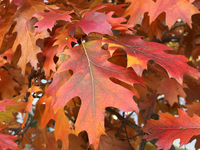 Colorful oak leaves appear during the autumn season in Toronto, Ontario, Canada, on October 22, 2024. (