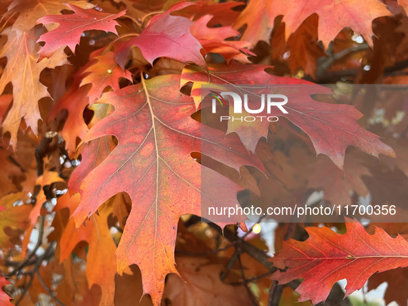 Colorful oak leaves appear during the autumn season in Toronto, Ontario, Canada, on October 22, 2024. 