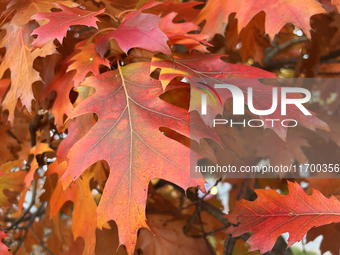 Colorful oak leaves appear during the autumn season in Toronto, Ontario, Canada, on October 22, 2024. (