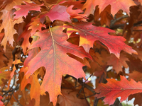 Colorful oak leaves appear during the autumn season in Toronto, Ontario, Canada, on October 22, 2024. (