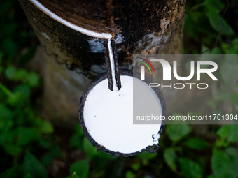 A rubber tree is in the forest in Pattani. Special Forces, the Black Army, and Volunteer Force Operations in Thailand's Deep South perform i...