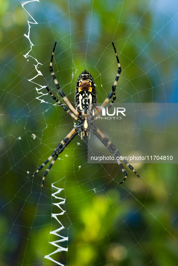 Argiope aurantia is a species of spider, commonly known as the yellow garden spider. It is common in the contiguous United States, Hawaii, s...