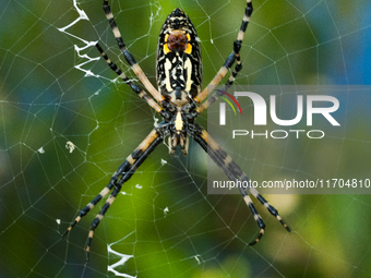 Argiope aurantia is a species of spider, commonly known as the yellow garden spider. It is common in the contiguous United States, Hawaii, s...