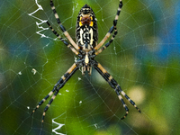 Argiope aurantia is a species of spider, commonly known as the yellow garden spider. It is common in the contiguous United States, Hawaii, s...