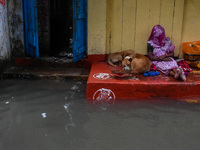 A lady and street dogs stand in a doorway to escape water on a flooded road in Kolkata, India, on October 25, 2024, after heavy rain brought...