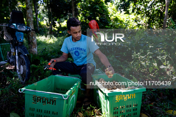 People pick longan fruits in the jungle in Pattani. Daily life occurs in Tak Bai, Narathiwat, Thailand, on October 25, 2024. Tak Bai is the...