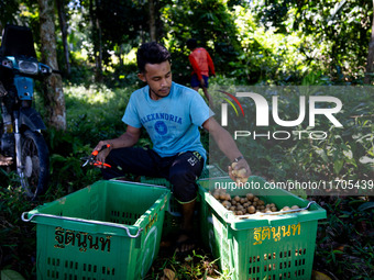 People pick longan fruits in the jungle in Pattani. Daily life occurs in Tak Bai, Narathiwat, Thailand, on October 25, 2024. Tak Bai is the...