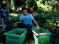 People pick longan fruits in the jungle in Pattani. Daily life occurs in Tak Bai, Narathiwat, Thailand, on October 25, 2024. Tak Bai is the...