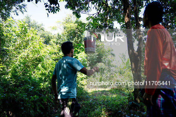 People pick longan fruits in the jungle in Pattani. Daily life occurs in Tak Bai, Narathiwat, Thailand, on October 25, 2024. Tak Bai is the...