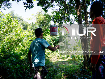 People pick longan fruits in the jungle in Pattani. Daily life occurs in Tak Bai, Narathiwat, Thailand, on October 25, 2024. Tak Bai is the...