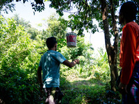 People pick longan fruits in the jungle in Pattani. Daily life occurs in Tak Bai, Narathiwat, Thailand, on October 25, 2024. Tak Bai is the...