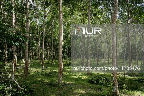 A rubber tree jungle is in Pattani. Daily life occurs in Tak Bai, Narathiwat, Thailand, on October 25, 2024. Tak Bai is the site of an incid...