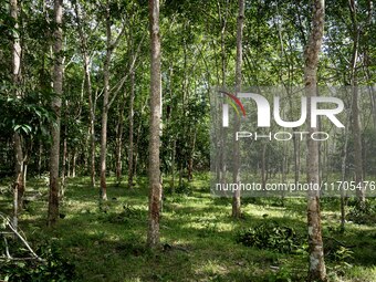 A rubber tree jungle is in Pattani. Daily life occurs in Tak Bai, Narathiwat, Thailand, on October 25, 2024. Tak Bai is the site of an incid...